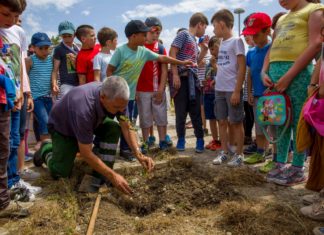 A Árvore da Escola, em Amareleja