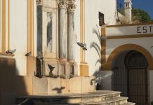 Câmara Municipal de Moura avança com medidas para controlo da população de pombos na cidade
