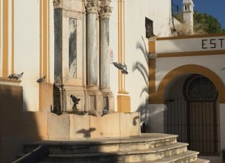 Câmara Municipal de Moura avança com medidas para controlo da população de pombos na cidade