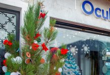 Pinheiros de Natal no comércio local