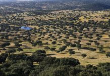 Herdade da Contenda E.M. procede à venda de 652 azinheiras secas