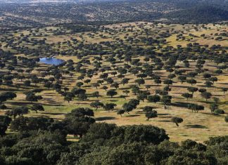 Herdade da Contenda E.M. procede à venda de 652 azinheiras secas