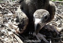 Votação online de uma cria de abutre-preto na Herdade da Contenda