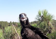 Dia Internacional dos Abutres