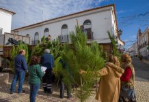 Pinheiros de Natal no comércio local