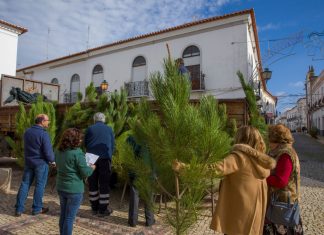 Pinheiros de Natal no comércio local