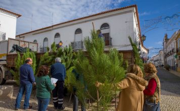 Pinheiros de Natal no comércio local