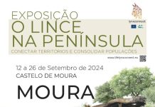 Lince-ibérico em exposição no Castelo de Moura