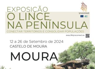 Lince-ibérico em exposição no Castelo de Moura