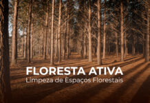 ICNF e Fundo Ambiental lançam “Floresta Ativa”, programa simplificado para gestão da floresta e prevenção de incêndios