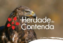 “Pico da Águia” é o próximo passeio pedestre na Contenda