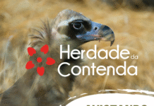 “Avistando os Abutres” encerra calendário anual de percursos pedestres 2025