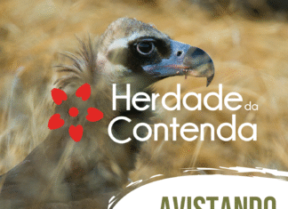 “Avistando os Abutres” encerra calendário anual de percursos pedestres 2025