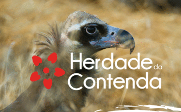 “Avistando os Abutres” encerra calendário anual de percursos pedestres 2025