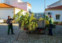Pinheiros de Natal no comércio local