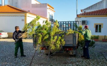 Pinheiros de Natal no comércio local