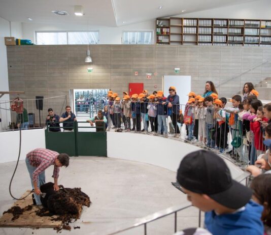 Exposição Pecuária em destaque no Parque de Leilão de Gado
